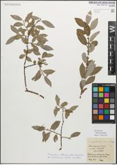 Foto von Salix myrsinifolia Salisb.